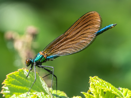 Beautiful Demoiselle Calopteryx virgo