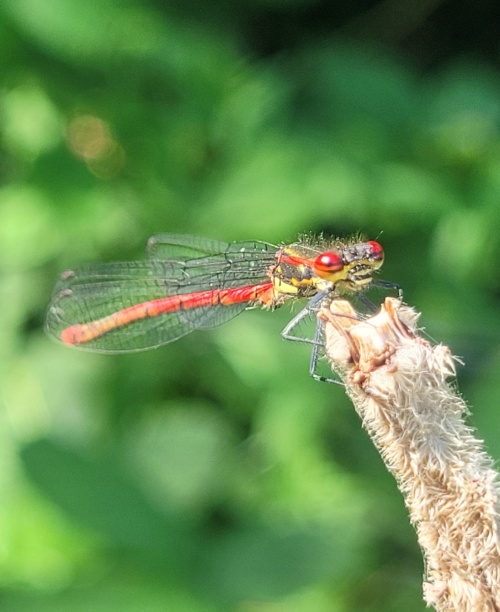 Large Red Damselfly Pyrrhosoma nymphula