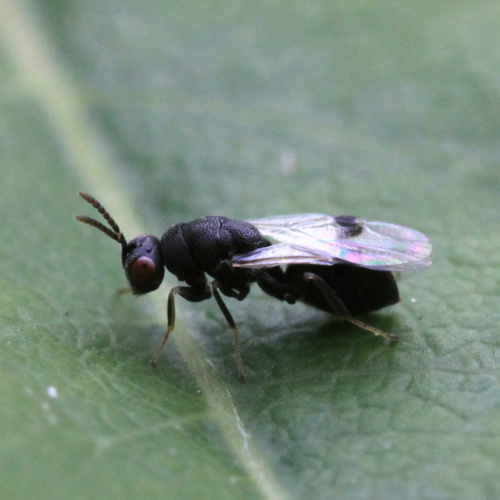 Species image