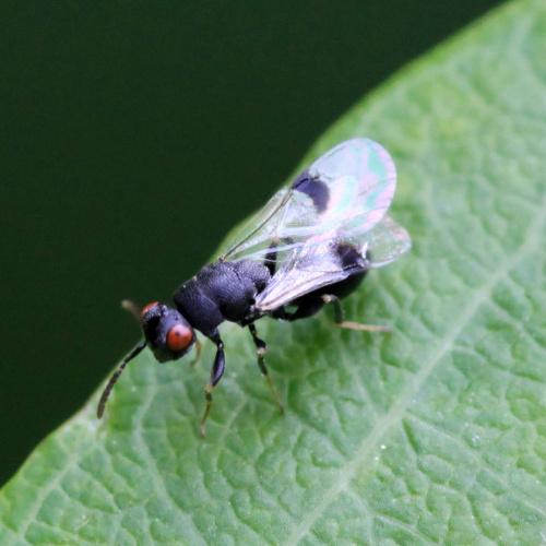 Species image