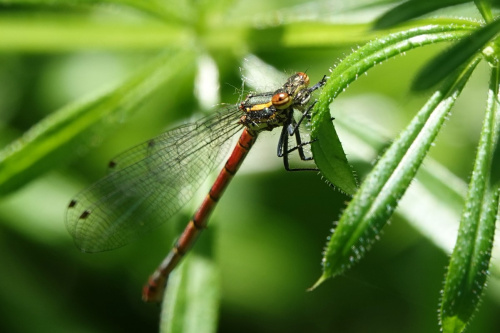 Large Red Damselfly Pyrrhosoma nymphula