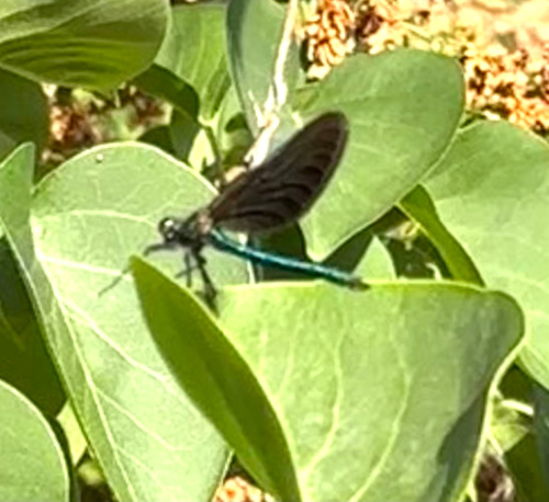 Beautiful Demoiselle Calopteryx virgo