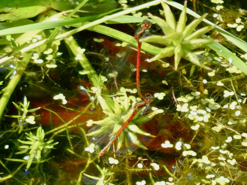 Large Red Damselfly Pyrrhosoma nymphula