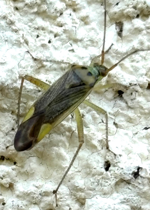  Closterotomus trivialis