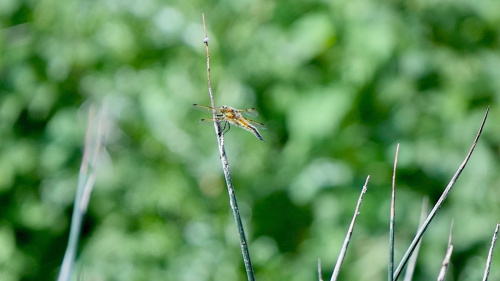 Four-spotted Chaser Libellula quadrimaculata