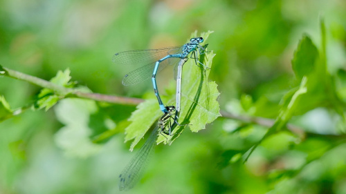 Azure Damselfly Coenagrion puella