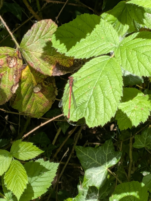 Large Red Damselfly Pyrrhosoma nymphula