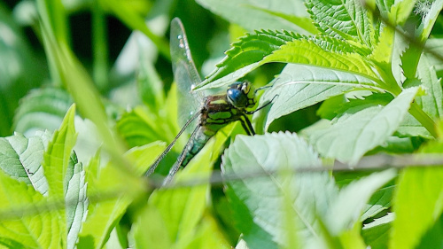 Hairy Dragonfly Brachytron pratense