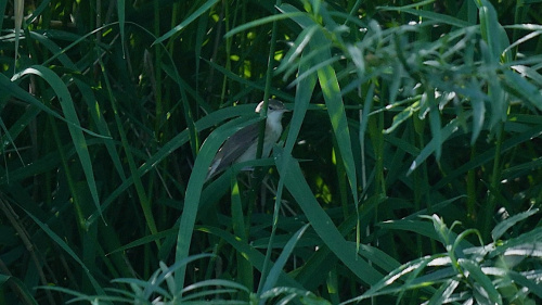 Reed Warbler Acrocephalus scirpaceus