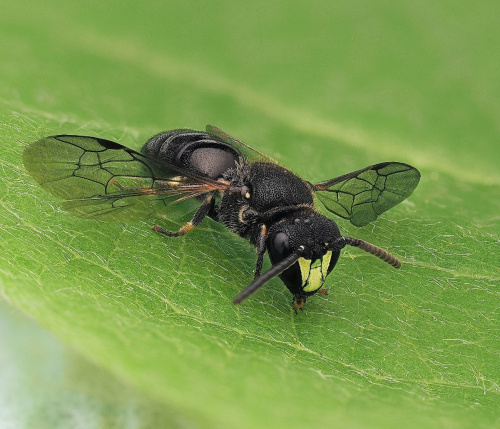 Common Yellow-face Bee Hylaeus communis