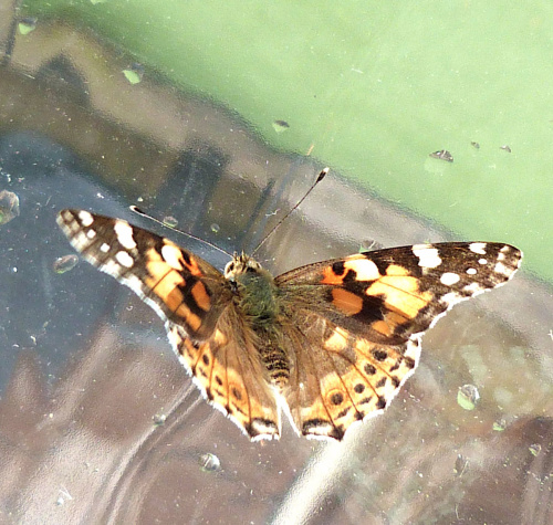 Painted Lady Vanessa cardui