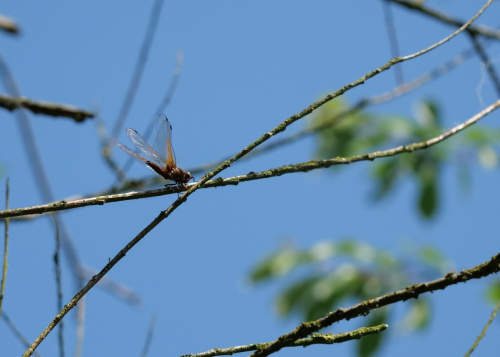 Scarce Chaser Libellula fulva