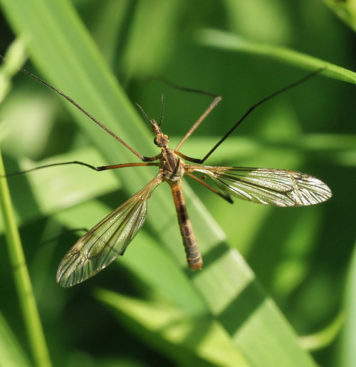  Tipula vernalis