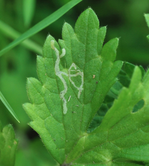  Phytomyza ranunculi