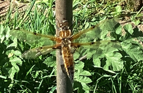 Four-spotted Chaser Libellula quadrimaculata