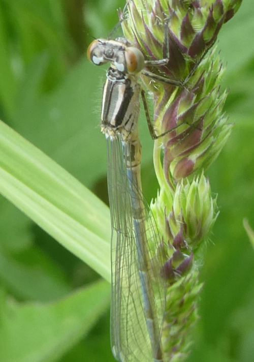 Azure Damselfly Coenagrion puella