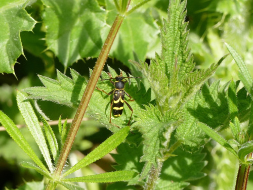 Wasp Beetle Clytus arietis