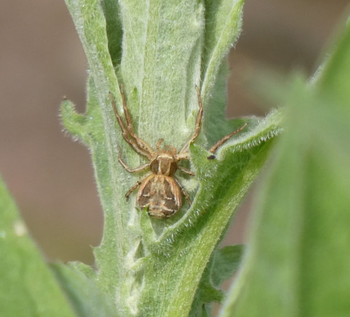  Xysticus