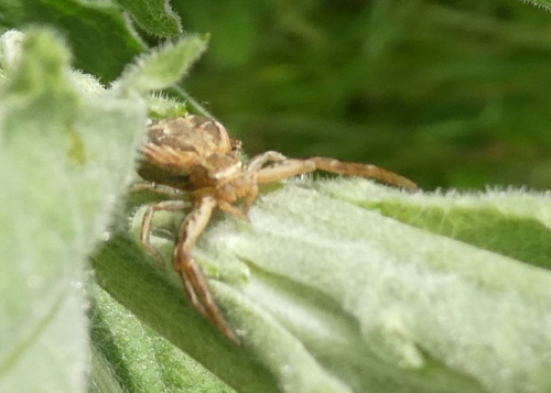  Xysticus