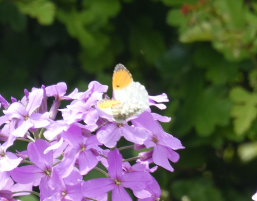 Orange-tip Anthocharis cardamines