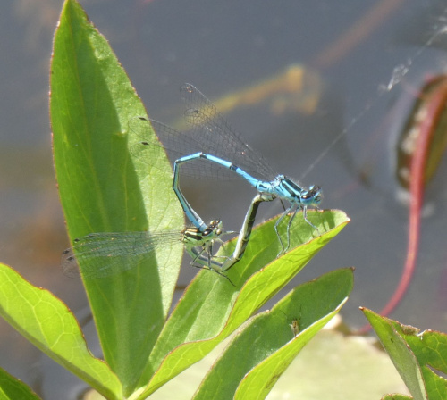 Azure Damselfly Coenagrion puella