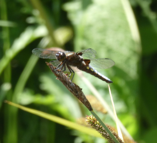 Broad-bodied Chaser Libellula depressa