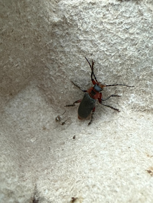 Cantharis rustica