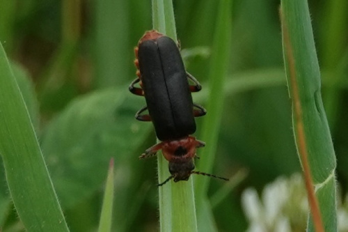  Cantharis rustica
