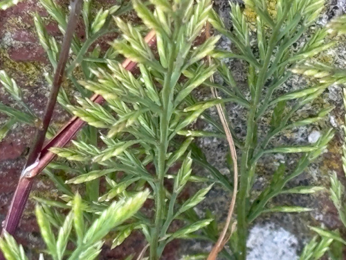 Fern-grass Catapodium rigidum