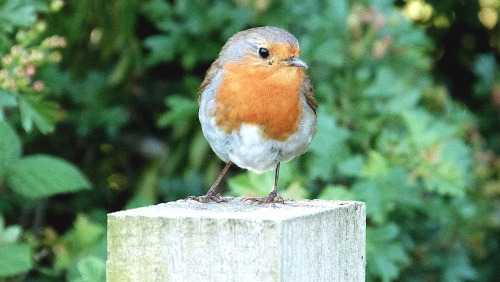 Species image