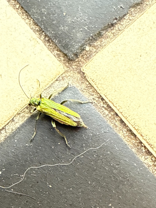 Swollen-thighed Beetle Oedemera nobilis