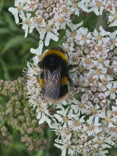 White/Buff-tailed Bumblebee workers Bombus lucorum/terrestris