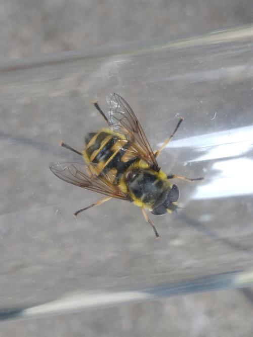 Batman Hoverfly Myathropa florea