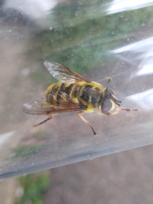 Batman Hoverfly Myathropa florea