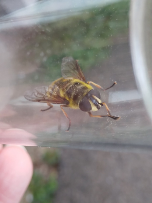 Batman Hoverfly Myathropa florea