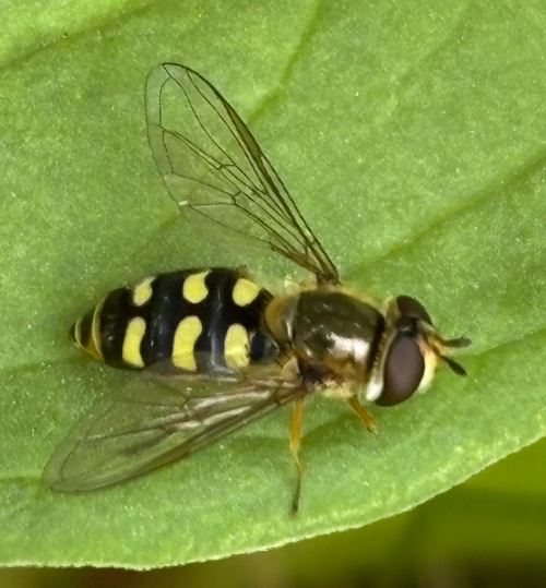  Eupeodes luniger