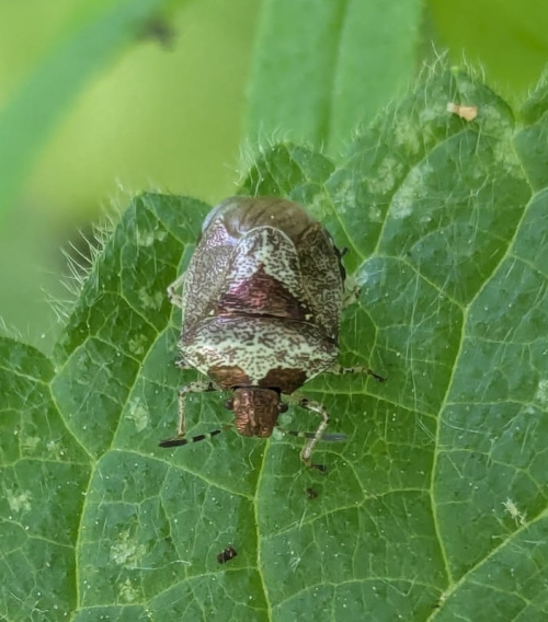 Woundwort Shieldbug Eysarcoris venustissimus