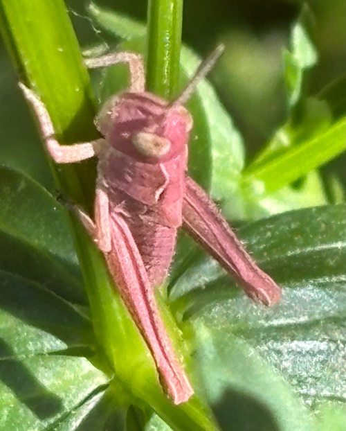 Field Grasshopper Chorthippus brunneus