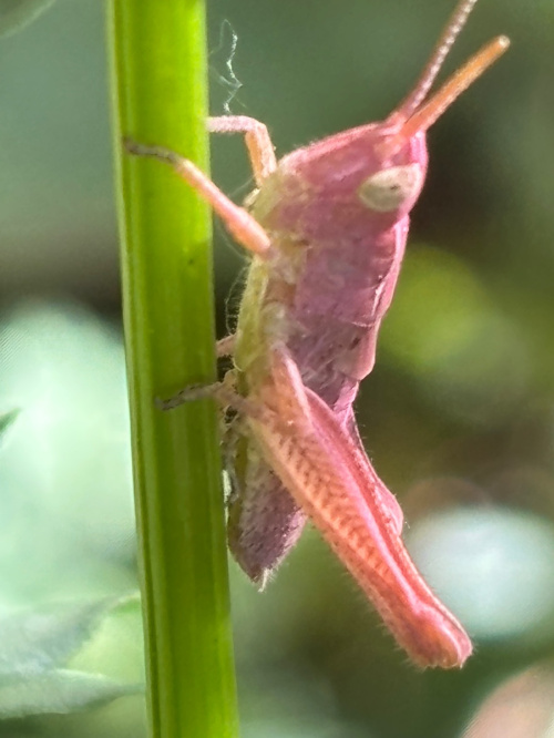 Field Grasshopper Chorthippus brunneus