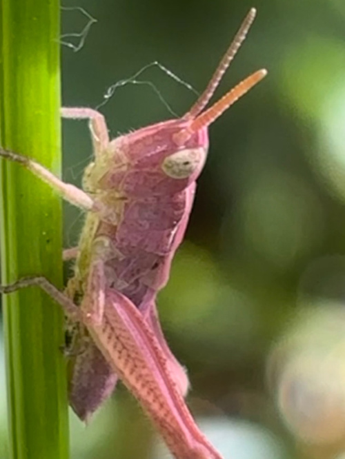 Field Grasshopper Chorthippus brunneus
