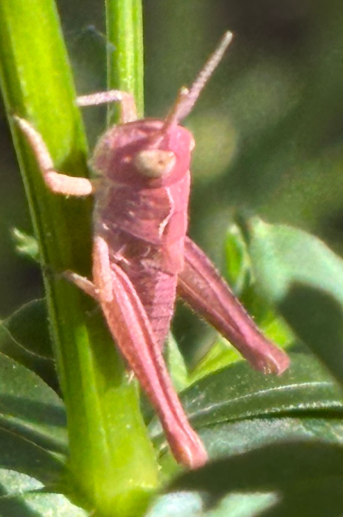 Field Grasshopper Chorthippus brunneus