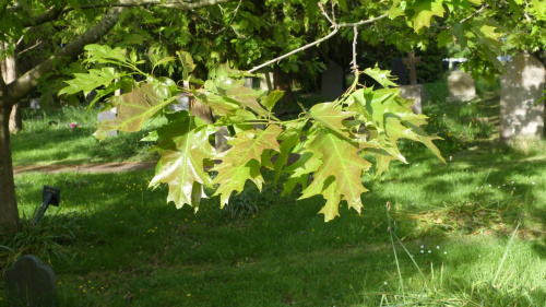 Red Oak Quercus rubra