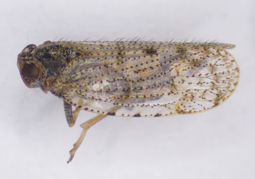  Tachycixius pilosus