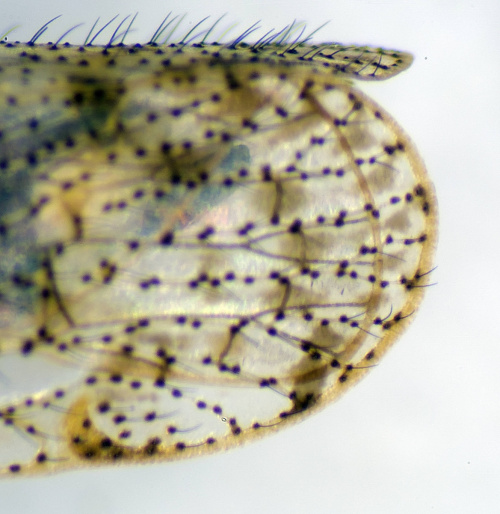  Tachycixius pilosus