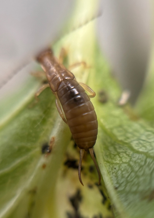 Common Earwig Forficula auricularia/dentata agg.