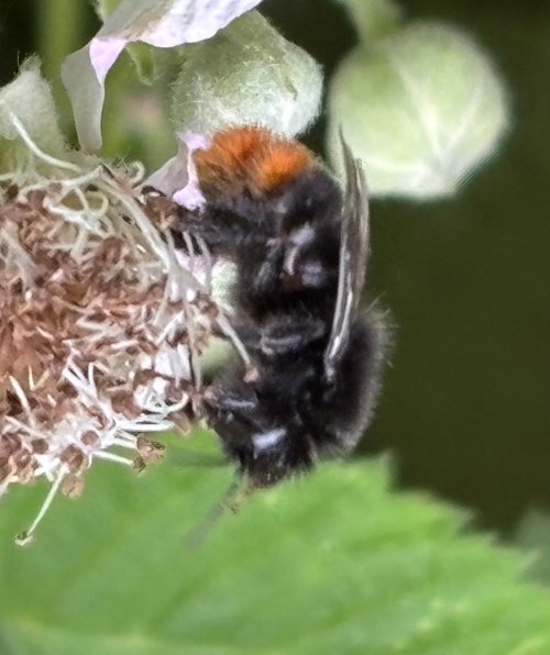 Red-tailed Bumblebee Bombus lapidarius