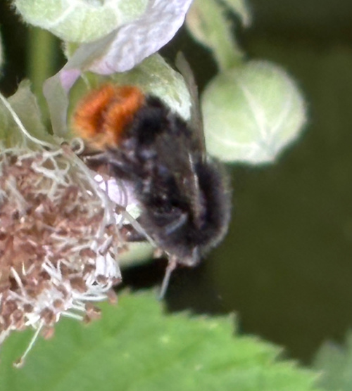 Red-tailed Bumblebee Bombus lapidarius