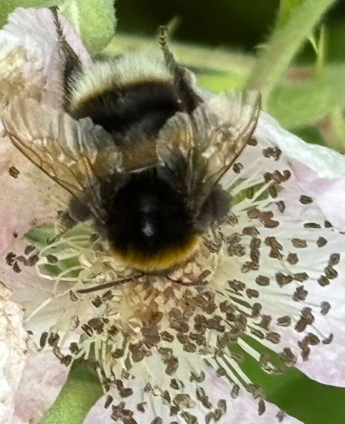 White/Buff-tailed Bumblebee workers Bombus lucorum/terrestris