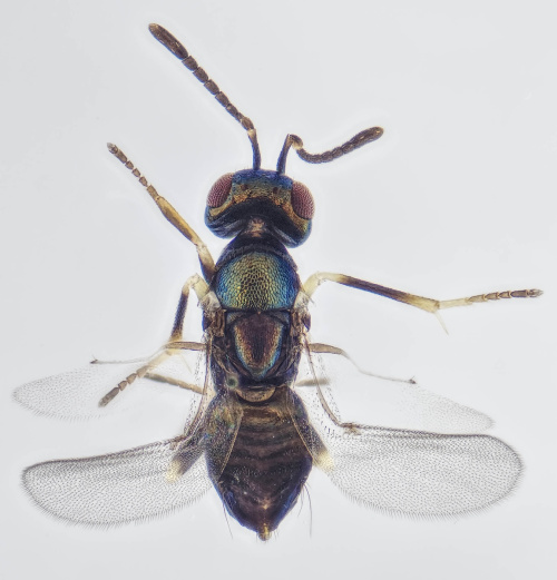 Copidosoma dius
