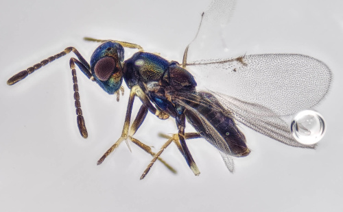  Copidosoma dius